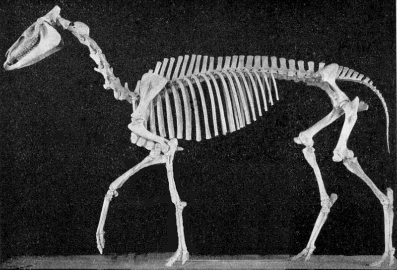 File:Hypohippus skeleton.jpg