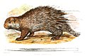 thick-spined porcupine