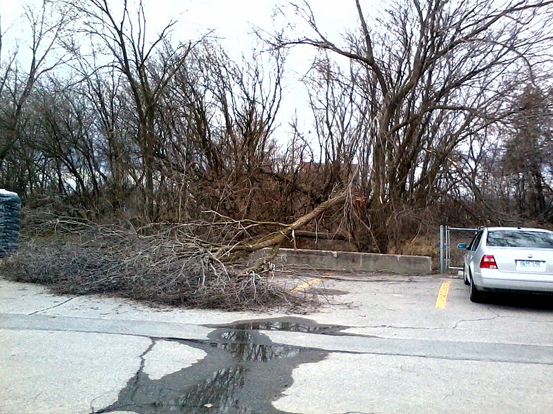 File:Ice Storm Damage, Stirling, Ontario 0024 (8648817107).jpg