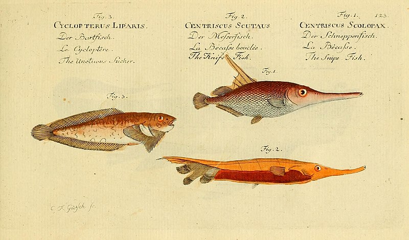 File:Ichthyologie; ou, Histoire naturelle des poissons (Plate 123) (7064462581).jpg