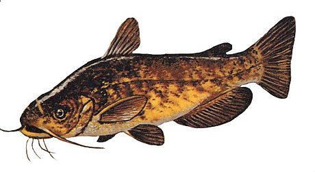 Ameiurus nebulosus