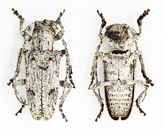 <i>Idactus strandi</i> Species of beetle