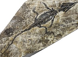 Ikechosaurus sp. NMNS (dipotong).jpg