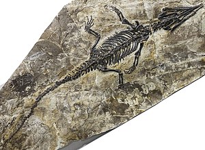 Ikechosaurus sp. NMNS (cropped).jpg