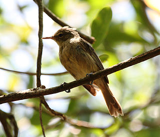 Seychelles warbler species of bird