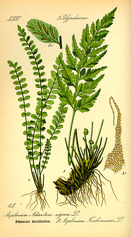 Šerinė kalnarūtė (Asplenium trichomanes)
