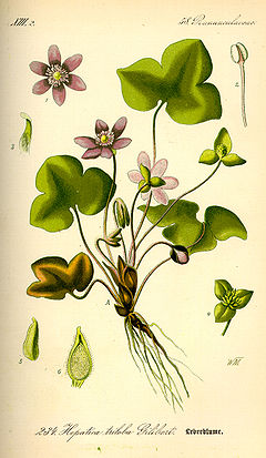 Harilik sinilill (Hepatica nobilis)