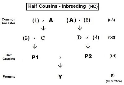 Pedigree analysis Half cousins