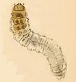Incurvaria koerneriella Larva