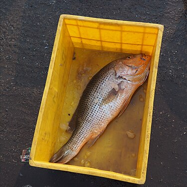 Fish in a box at fishing harbour in Malpe, Karnatakka, India