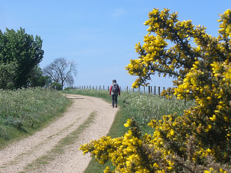 File:Inkpen Beacon - geograph.org.uk - 2391690.jpg