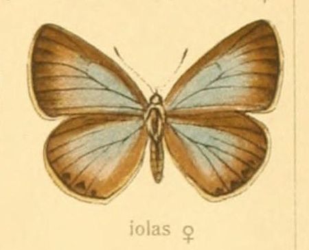 Iolana iolas