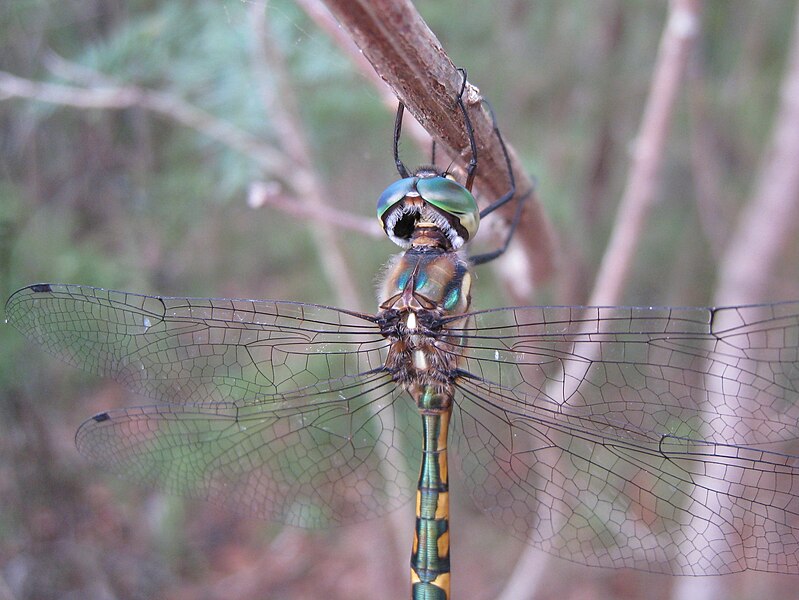 File:Iridescent Australian Emerald (5481474555).jpg