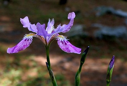 Iris milesii