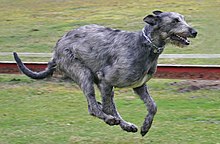 irish greyhound dog