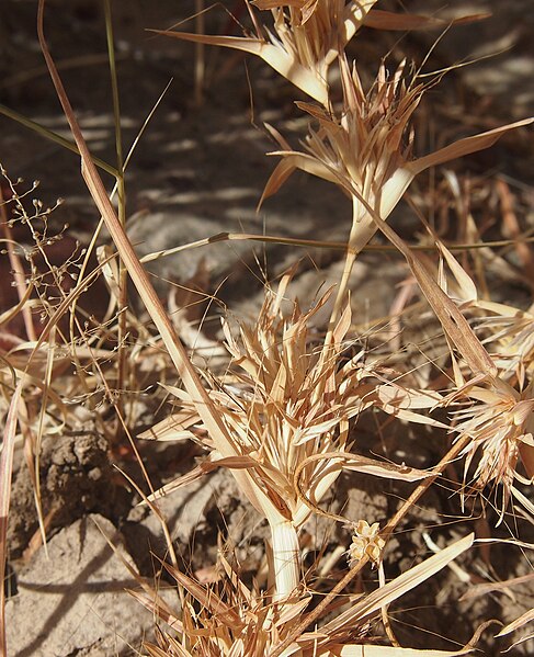 Payl:Iseilema membranaceum seedheads.jpg