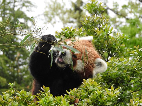 English: Animals in Ishikawa Zoo