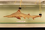 Thumbnail for Daggernose shark