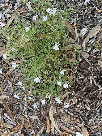 Isotoma anethifolia habit Isotoma anethifolia habit.jpg