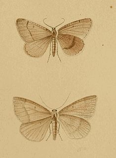 <i>Isturgia spodiaria</i> Species of moth