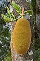 * Nomination Jackfruit on tree (Artocarpus heterophyllus), Balamuri, Coorg, Karnataka, India --Tagooty 00:43, 10 February 2024 (UTC) * Promotion  Support Good quality. --Rjcastillo 02:45, 10 February 2024 (UTC)