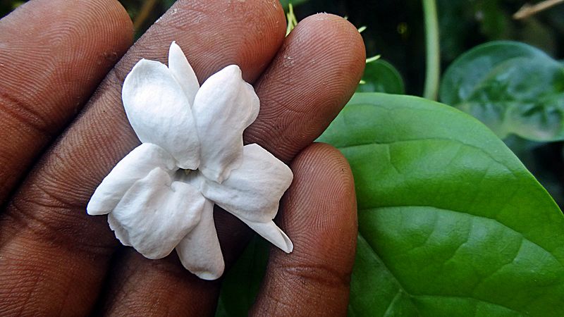 File:Jasmine flower in hand.JPG