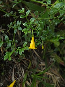 Jasminum bignoniaceum қабырға. & G.Don.jpg