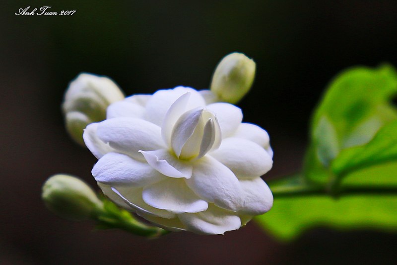 File:Jasminum sambac (33847754554).jpg