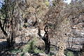 Jerusalem March 2014 (15549191211).jpg