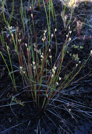 <i>Juncus stygius</i> Species of plant in the genus Juncus