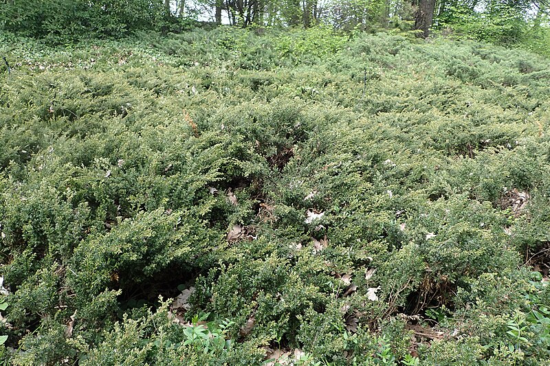 File:Juniperus communis 'Repanda' kz02.jpg