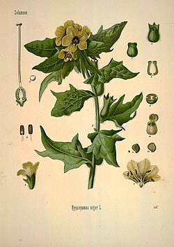 Köhler's Medizinal-Pflanzen in naturgetreuen Abbildungen mit kurz erläuterndem Texte (Plate 11) (7118310995).jpg