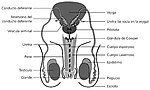 Miniatura para Plasma seminal