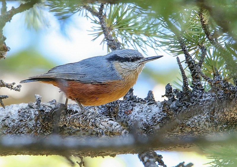 File:Kashmir Nuthatch (Sitta cashmirensis) (48553160711).jpg