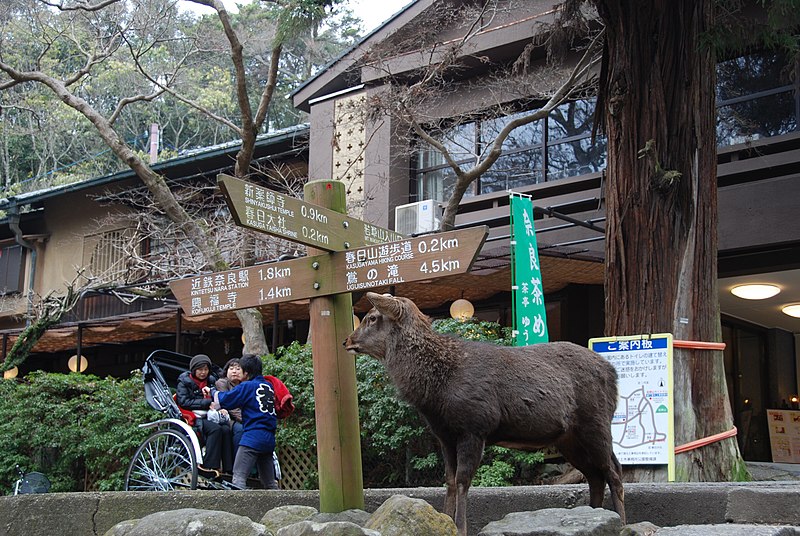 File:Kasuganocho, Nara, Nara Prefecture 630-8212, Japan - panoramio - jetsun (24).jpg