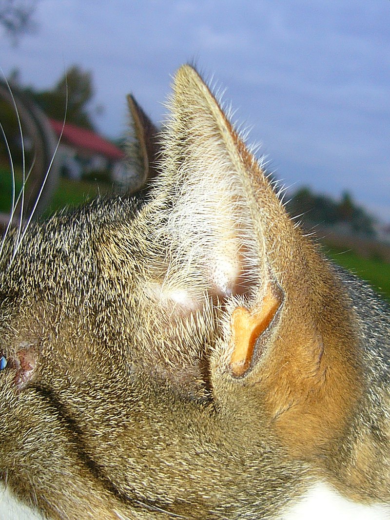 Le saviez-vous ? L'oreille d'un chat comporte 32 muscles