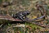 Kinabalu Dwarf Toad (Pelophryne misera) (7113327011).jpg
