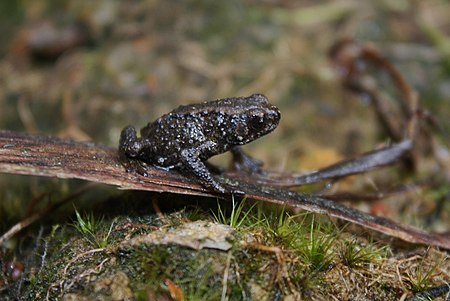 Tập_tin:Kinabalu_Dwarf_Toad_(Pelophryne_misera)_(7113327011).jpg