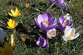 Diversos híbridos do género Crocus