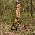 * Nomination Dead trees remain standing. Location: Kroondomein Het Loo. --Agnes Monkelbaan 04:23, 13 July 2021 (UTC) * Promotion Good quality --Llez 04:46, 13 July 2021 (UTC)