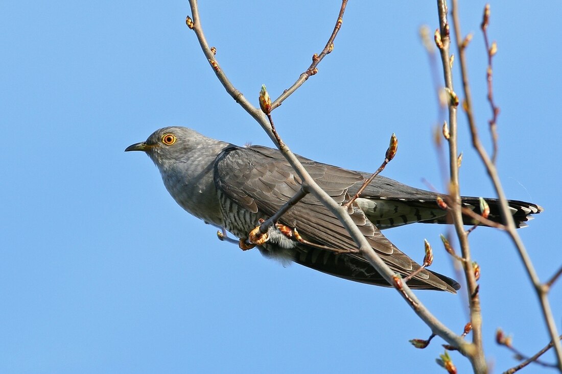 Սովորական կկու