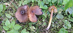 Kuhik-vesinutt Hygrocybe conica