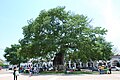 Intorno a questa ceiba conosciuta come La Pochota la città fu fondata il 1 marzo 1528. Fu dichiarata albero storico.