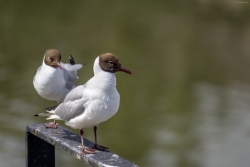 File:La Meurthe - Mouette rieuse (49904070636).jpg