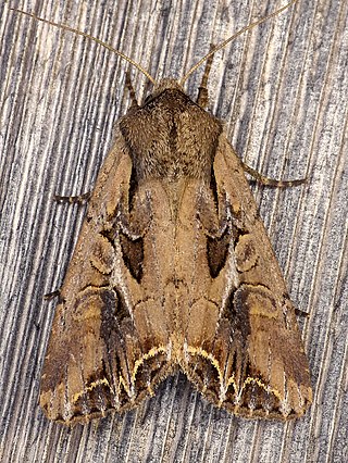 <i>Lacanobia atlantica</i> Species of moth