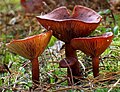 Miniatura para Lactarius rufus