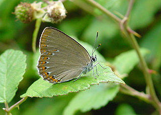 <i>Laeosopis</i> Monotypic butterfly genus in family Lycaenidae