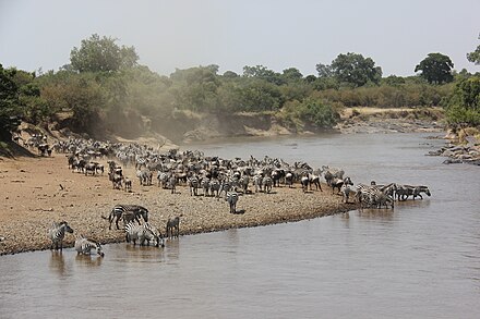 Zebras are among animals you may see in Kenya