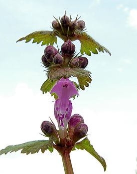 Täpiline iminõges Lamium maculatum