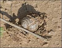 Land Snail - Helix engaddensis - Rishon LeZion 2020-11-30 IZE-006.jpg
